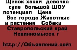 Щенок хаски, девочка супе, большой ШОУ потенциал › Цена ­ 50 000 - Все города Животные и растения » Собаки   . Ставропольский край,Невинномысск г.